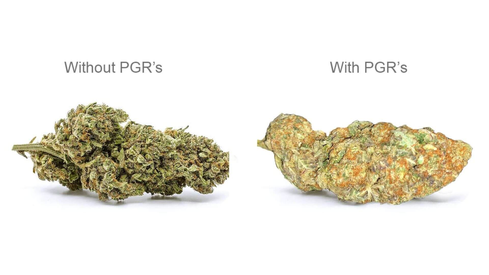 PGR weed vs Natural Weed